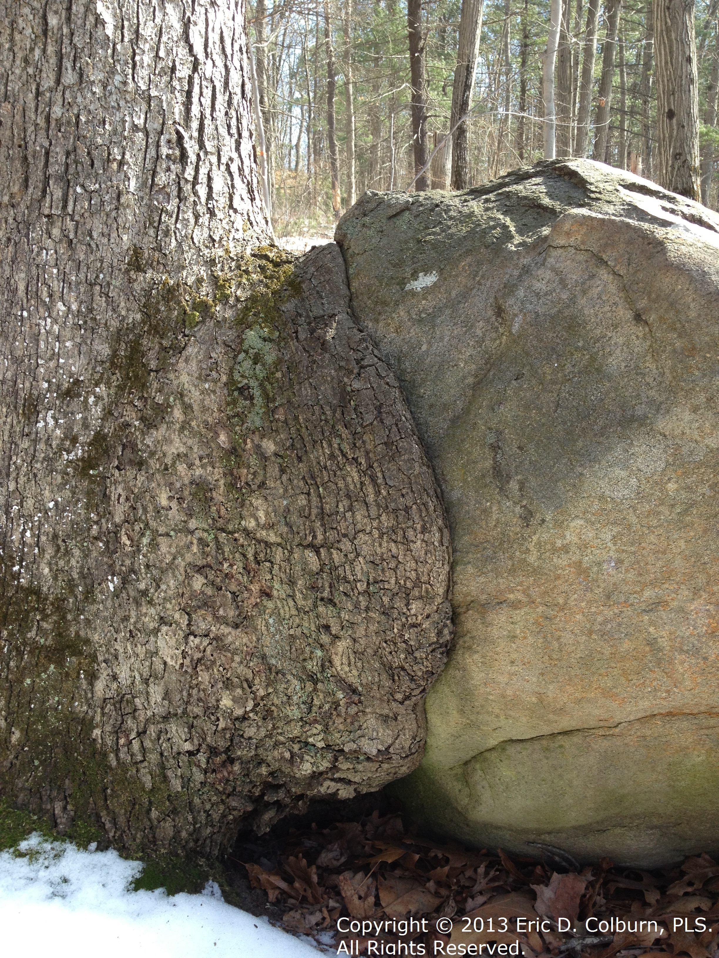 Ri Land Surveyor This Week In Pictures Foster Survey Company - view larger image north kingstown ri tree swallowing a boulder